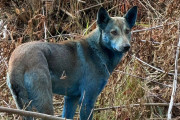 【海外】チェルノブイリで発見された青い犬の謎とは？驚きの真相に迫る！