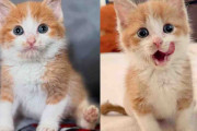【海外】「ワンバンコで元気に！猫に見放された子猫がみんなに愛される理由」