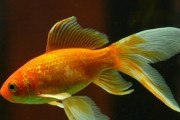 226歳！？超長生きした鯉、ハナコ「魚のいる池で226年間過ごせる？」「魚の世界にカーストはあるのか？」海外の反応