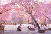 【海外の反応】「日本のこの風景が信じられない！？」奈良公園の鹿と桜。