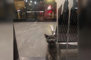 【海外】閉ざされたバス停に取り残された子猫、通行人に助けを求める！感動の救出劇とは？