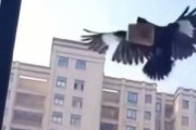 「鳥に紙幣を探して持ち帰ってくるようにトレーニングしたら…」→引き出しにお札がいっぱい
