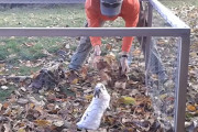 もっと投げて、キャッチするから！落ち葉遊びを楽しむウサギのかわいい仕草