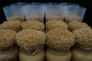 【悲報】韓国人「韓国人が知らずに食べて居たエノキダケの75%が日本品種だった‥」毎年日本に10億ウォンの「ロイヤルティー」を支払って居た事が判明‥　韓国の反応