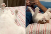 仰向けで手をモニュモニュさせながら何処かを見つめているニャンコ…視線の先にあるのは…？！