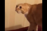 海外「フェイスパック姿の飼い主を見た猫の反応ｗｗｗｗｗ」