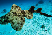 【海外】タッセルド・ウォーベゴンシャーク: 意外な見た目のユニークな深海の住人