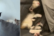 水たまりで震えていた子猫のきょうだい、命を繋ぐ。元気に成長してじゃれあう姿が最高に可愛い
