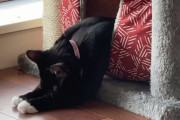 「はぁ～だるい…」遊びすぎて疲れ果てた猫ちゃんのねんねの仕方が可愛い！