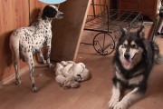 ダルメシアンの子犬を奪おうとするメスのマラミュート…そうするのには悲しい過去が…。
