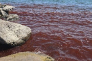 【海外】聖なる海が赤く染まる！地元住民が警告する「不吉な兆候」とは？