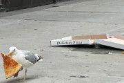外国人「オーラが猛者すぎる鳥を世界から集めてみたｗｗｗｗ」