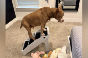 【海外】「犬、ベッドへの階段が動かされたことに気づく瞬間とは？」