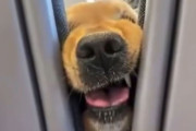 座席のすき間からひょっこり犬！飛行機に乗った介助犬の顔芸に乗客大爆笑