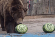 アメリカ大統領選を動物園の熊と虎がスイカを使って占った結果・・・！？