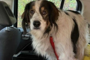 ケガして動けない高齢の飼い主を救うため保安官代理に助けを求めた保護犬