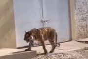 海外「ベンガルトラを放し飼いにするメキシコ人」