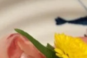 京都の旅館で凄く奇妙な食感の魚介を食べた←「見た目は美しい」（海外の反応）