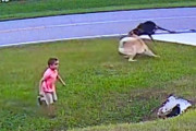 近所の犬に襲われそうになった少年を守ったのは飼い犬のジャーマンシェパードだった。瞬時に駆け付け身を挺して撃退