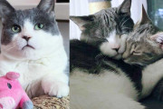【海外】野良猫から生まれた子猫が、異なるルートの猫と特別な絆を結ぶ！猫の奇跡的な友情のストーリー