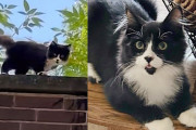 【海外】「屋上で子猫の鳴き声を聞いた優しい人、運命の出会いで新しい家族を発見」