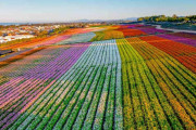 【海外】カリフォルニアのめっちゃキレイな花畑、みんなを魅了し続けてるよ！