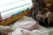 一緒に寝ていた赤ちゃんの存在に突然困惑しだす猫ちゃん…結末に大爆笑！！