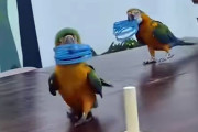 その手があったか！コンゴウインコが輪を棒に通す競技中、衝撃の展開が待っていた