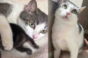 【海外】「路上の猫が子猫と一緒に新たな家族に迎え入れられる：困っている仲間たちを助ける姿と真の自分を取り戻す物語」