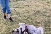 犬「まだ帰りたくない！」ボールをくわえたまま帰りたくないアピールする犬が可愛い