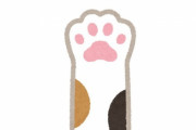 史上最高に「礼儀正しい猫」が目撃されたかも…落としかけた物を整える
