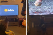 「あの動画が見たいの！」リモコンを咥えてお願いするワンちゃんが可愛い！