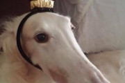 外国人「顔が長すぎる犬が最高に好きなので見せてくれ！」