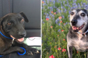 【海外】「7年の保護犬生活を経てシルバーに！彼女に与えられた奇跡のチャンスとは？」