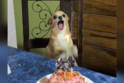 【海外】小さなワンちゃん、誕生日を覚えてくれて超ハッピー！