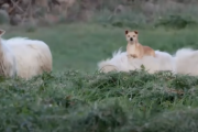 牧羊犬が賢すぎる！一歩も動かずして羊の群れを動かす敏腕シープドッグ！