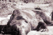 海外「恐ろしい…」犠牲者7名…日本史上最悪の獣害『三毛別羆事件』が海外で話題に（海外反応）