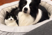 白×黒の毛色がそっくりなボーダーコリーとハチワレ猫。犬猫なのに本当の兄弟のような可愛らしい姿にほっこり♪