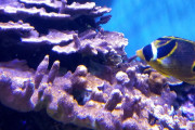 【海外】「驚き！ピンク藻の特殊インクで珊瑚礁の生産量が20倍に増加！」
