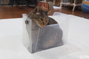 ダンボールに滑り込む猫マルくんの相棒ハナちゃん、箱に入ってみたものマルくんの様に溶ける方法が分からない…！
