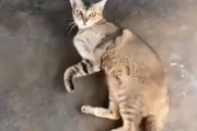 「撫でてほしいニャー」かまってほしくて通り道をふさぐ猫が可愛い！(インドネシア)