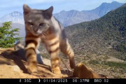 【海外】「チリのトレイルカメラが捉えた珍しいコロコロ猫！まるでキャットウォークを歩く姿が話題に」