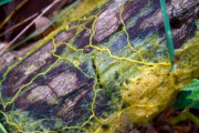 【海外の反応】脳が無い生物「ブロブ」に性別720種類→「合体の4割は離婚に終わる」