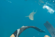 海外「そこらの映画よりもリアルな怖さ…。」 綺麗な海でサメに喰われる実際の映像… 海外の反応