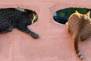 【海外】猫があなたの顔の前に尻を突き出す理由とは？その心理と行動を徹底解説！