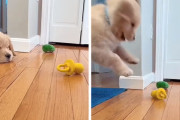 嫌いなおもちゃに攻撃を加え続けるゴールデンレトリバーの子犬ちゃん