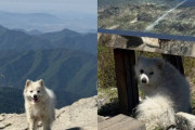 標高1189mの山頂に置き去りの子犬、韓国で救助夫婦に称賛「捨てた人間は必ず罰を」