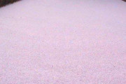 桜の花に覆われた川がまるで異世界かのよう！これ、日本なんだぜ？　海外の反応