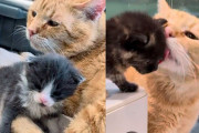 【海外】「室内に移った猫が「パパモード」に！困っている子猫たちを助け始めた感動のストーリー」