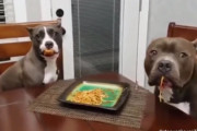 なお、容疑者は犯行を否認しており...って一目瞭然じゃないかい！な2匹の犬